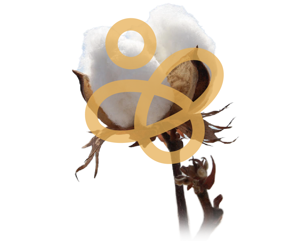 Lauren Thomas Showcase Image